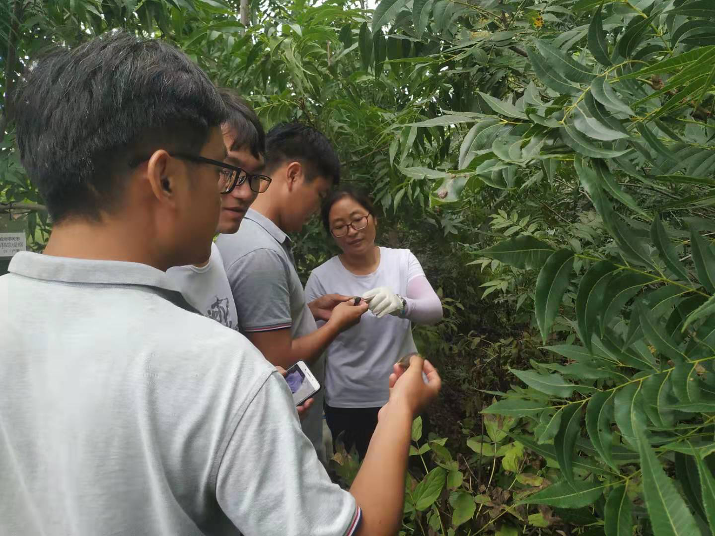 交流学习 共同进步 —碧根果方块芽接技术